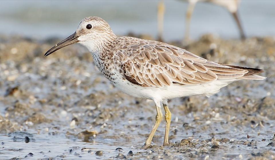 东江揽胜,惠州淡水常见鸟类图谱