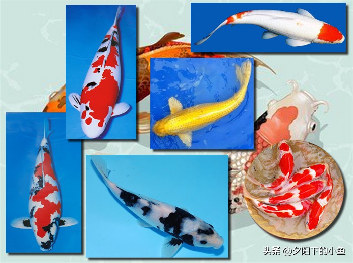 老同学被人坑买错鱼引出的故事，3回合的较量，谁胜出你一定知道