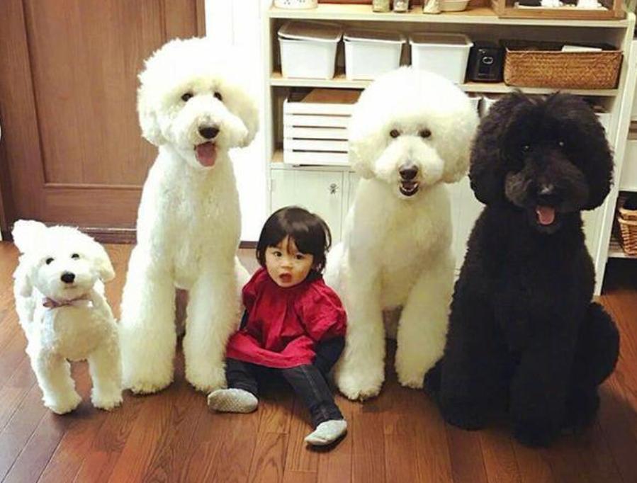 巨型贵宾犬毛色越来越淡怎么办,养一只巨型贵宾犬一个月多少钱