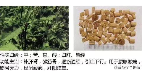 农村身边的中草药主治与功效,中草药全图谱与功效