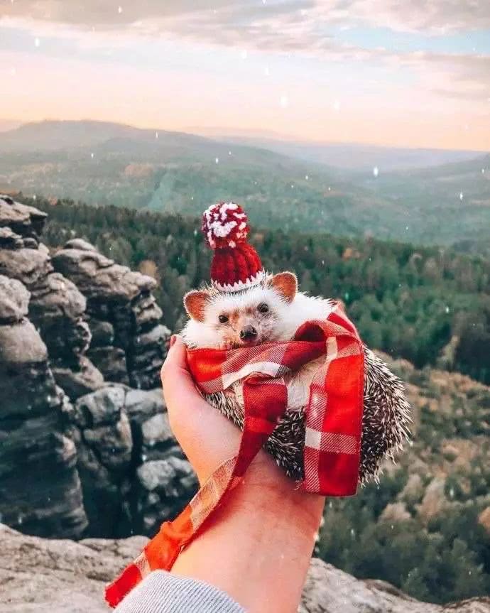 网红小刺猬——过成了你最想要的样子。