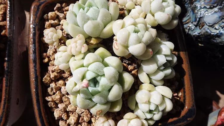 爱机车,爱多肉,宝妈花姐的诗和远方