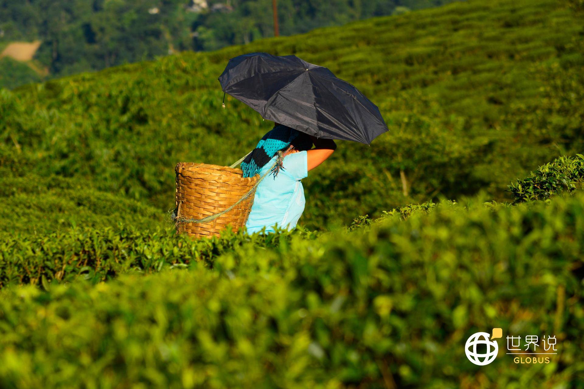 印度疫情加重，顶级茶叶烂在地里没人采，大吉岭茶农损失超2亿