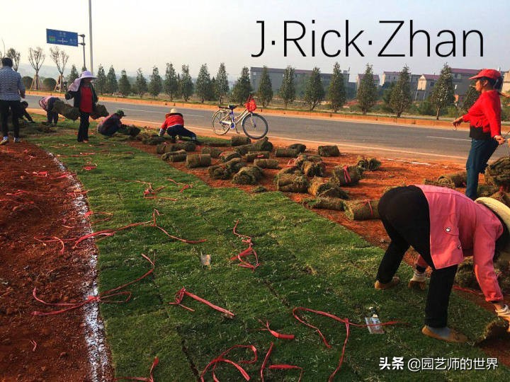 高尔夫果岭草坪家庭院子种植,麦冬草坪种植方法和注意事项