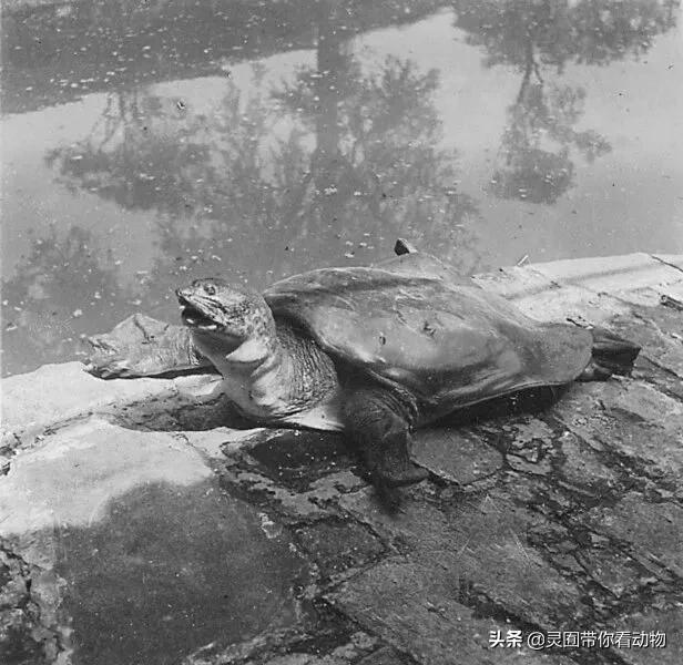 斑鳖即将灭绝人工克隆,全球仅剩3只斑鳖