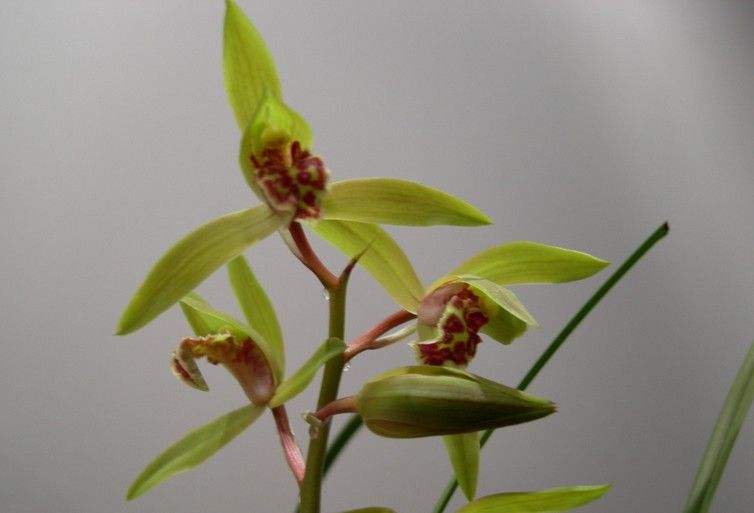 蕙兰出花苞以后怎么养,大花蕙兰花苞怎么养护