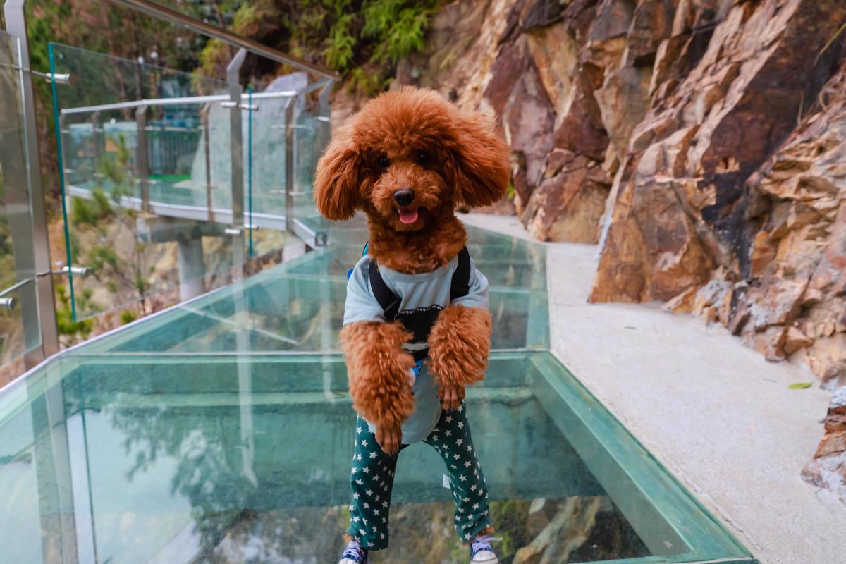 狗狗总是像很热一样喘是怎么回事,狗狗总是喘粗气是怎么回事