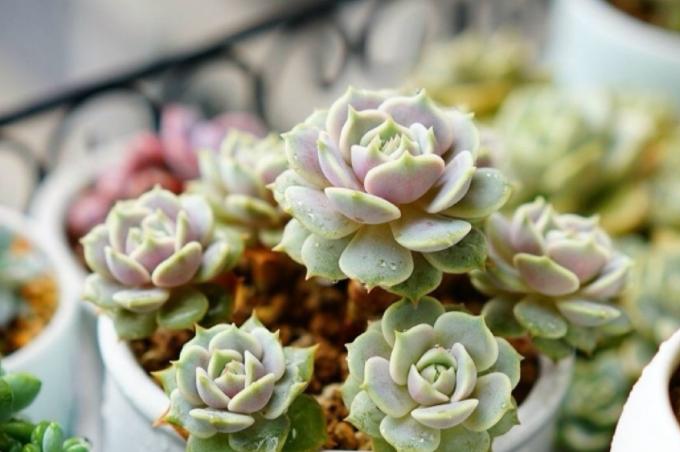 淡雪多肉砍头徒长后怎么处理,多肉室内养徒长怎么办