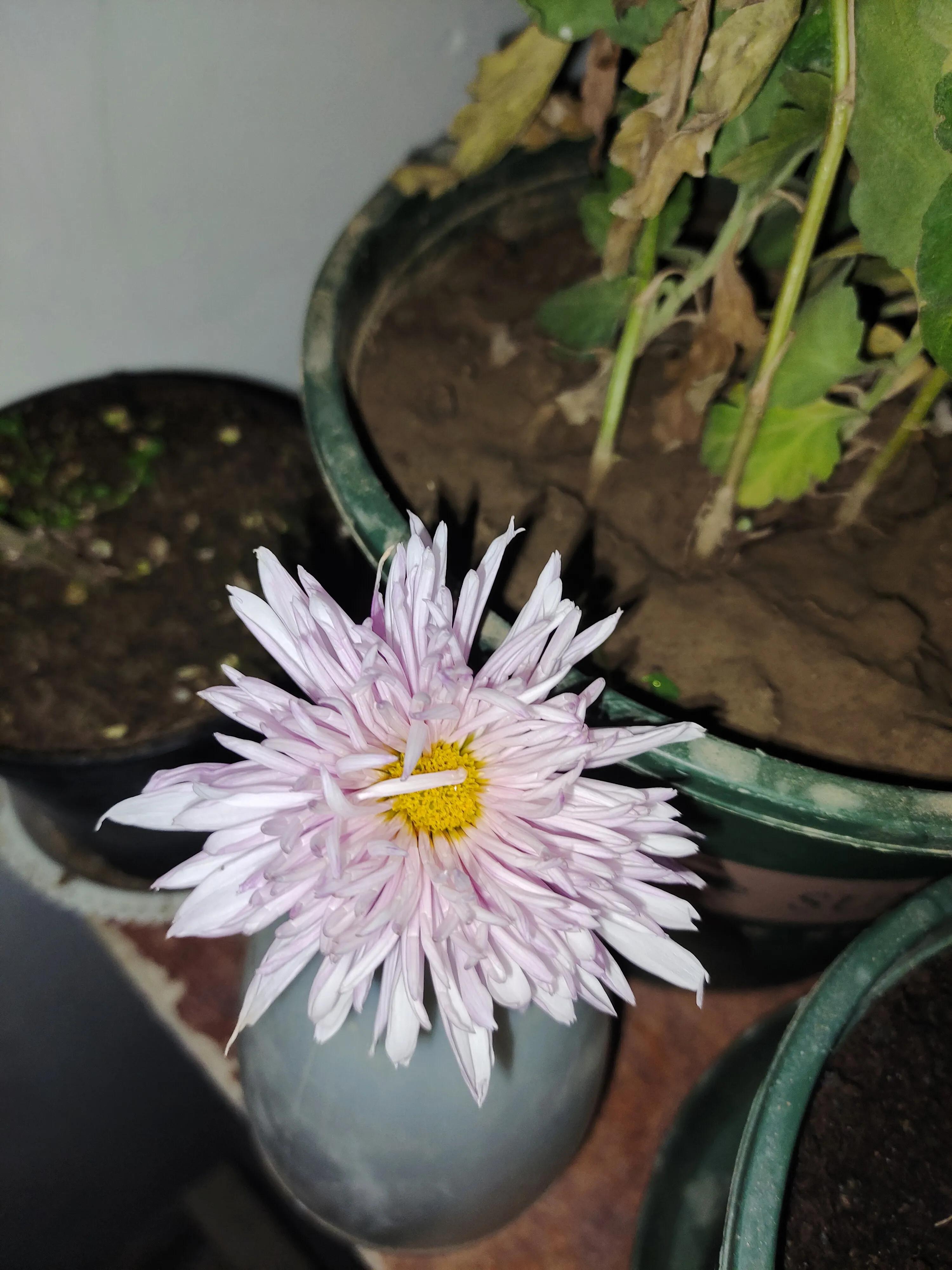 菊花苗怎样种植成活率高,拼多多上买的菊花种子是真的