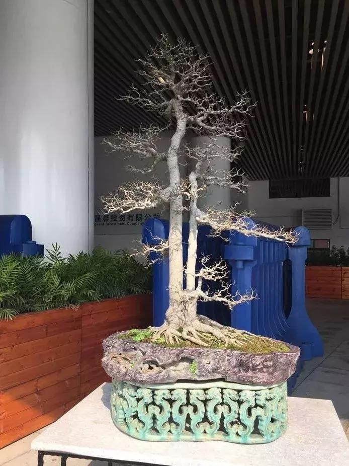 最值得收藏的六种盆景树种是哪种,常见的盆景树种有哪些