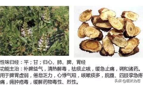 陶弘景被称为医什么,甘草与炙甘草有哪些区别