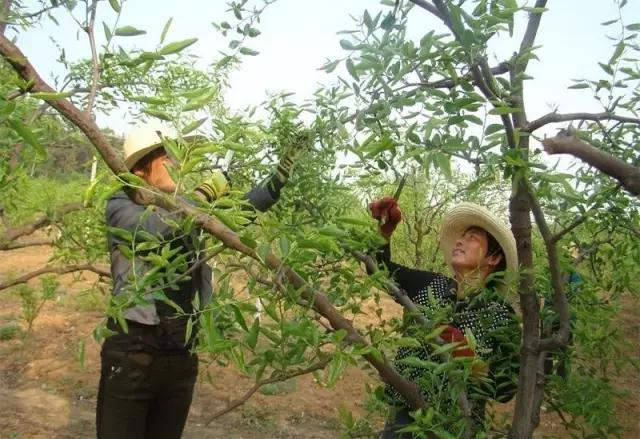 夏季青枣树修剪视频,枣树坐果必须具备什么样的条件
