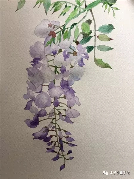 紫藤花水墨教程,紫藤花水粉画法步骤图