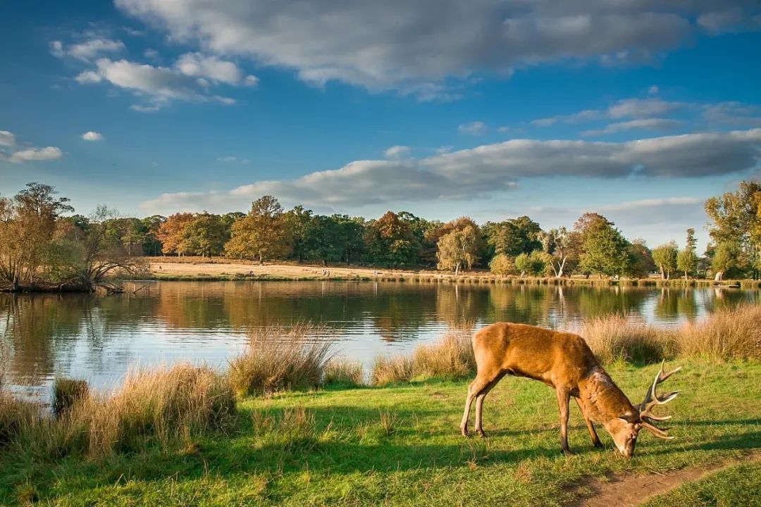 中国首发｜伦敦泰晤士河畔金牌学区，传统英伦生活范儿