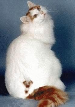 猫有什么品种比较好呢,猫一般都有什么品种