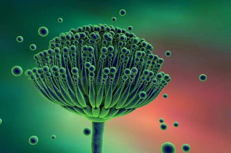 霉菌是什么病图片,霉菌是啥