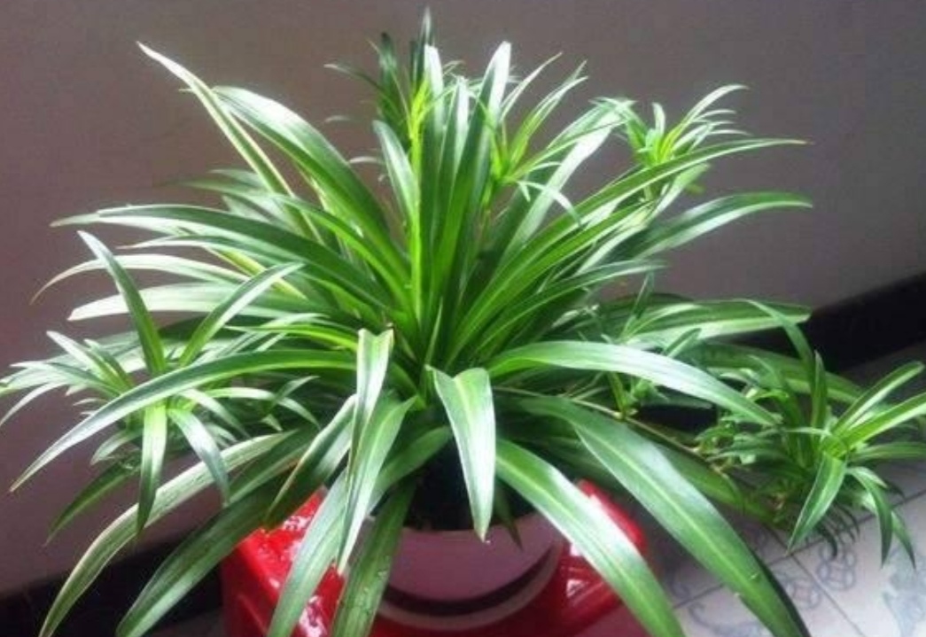 吊兰叶子发黄怎么补救最快,吊兰叶子发黄怎么办如何处理