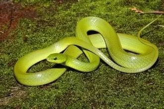 四大仙的民间故事,四大神话四大民间传说