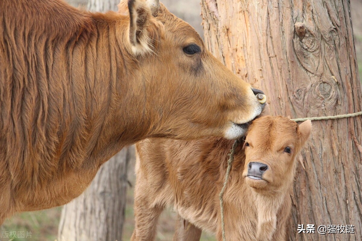 母牛下完犊子牛犊怎么护理,母牛生完牛犊掉球怎么处理