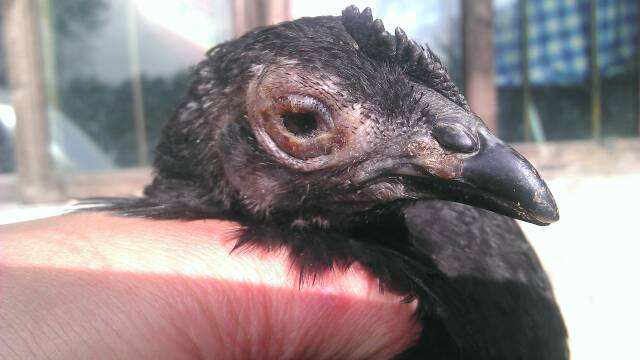 鸡眼睛流泪是怎么回事,鸡单侧眼肿流泪是啥病