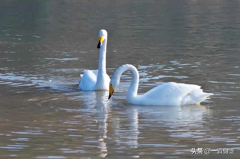 可怕的谣言小说,谣言的危险小说