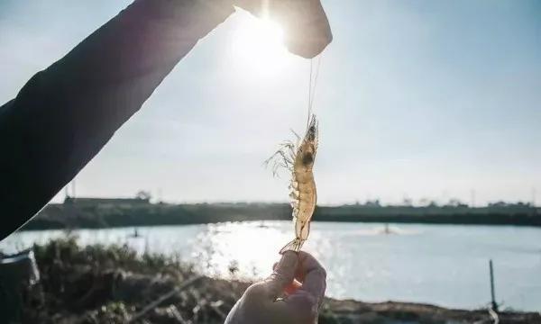 鱼虾混养什么虾比较好,鱼虾混养最新养殖技术