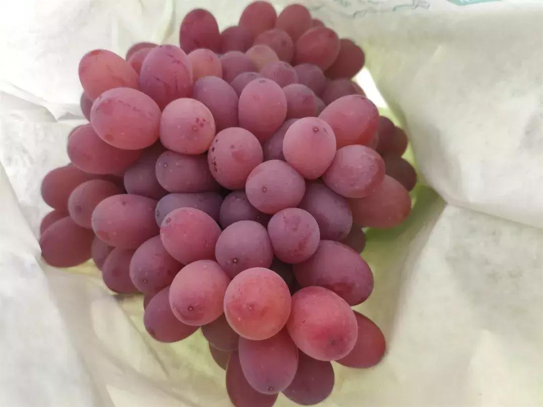 葡萄的转色病该如何防治,夏黑葡萄转色最佳方法