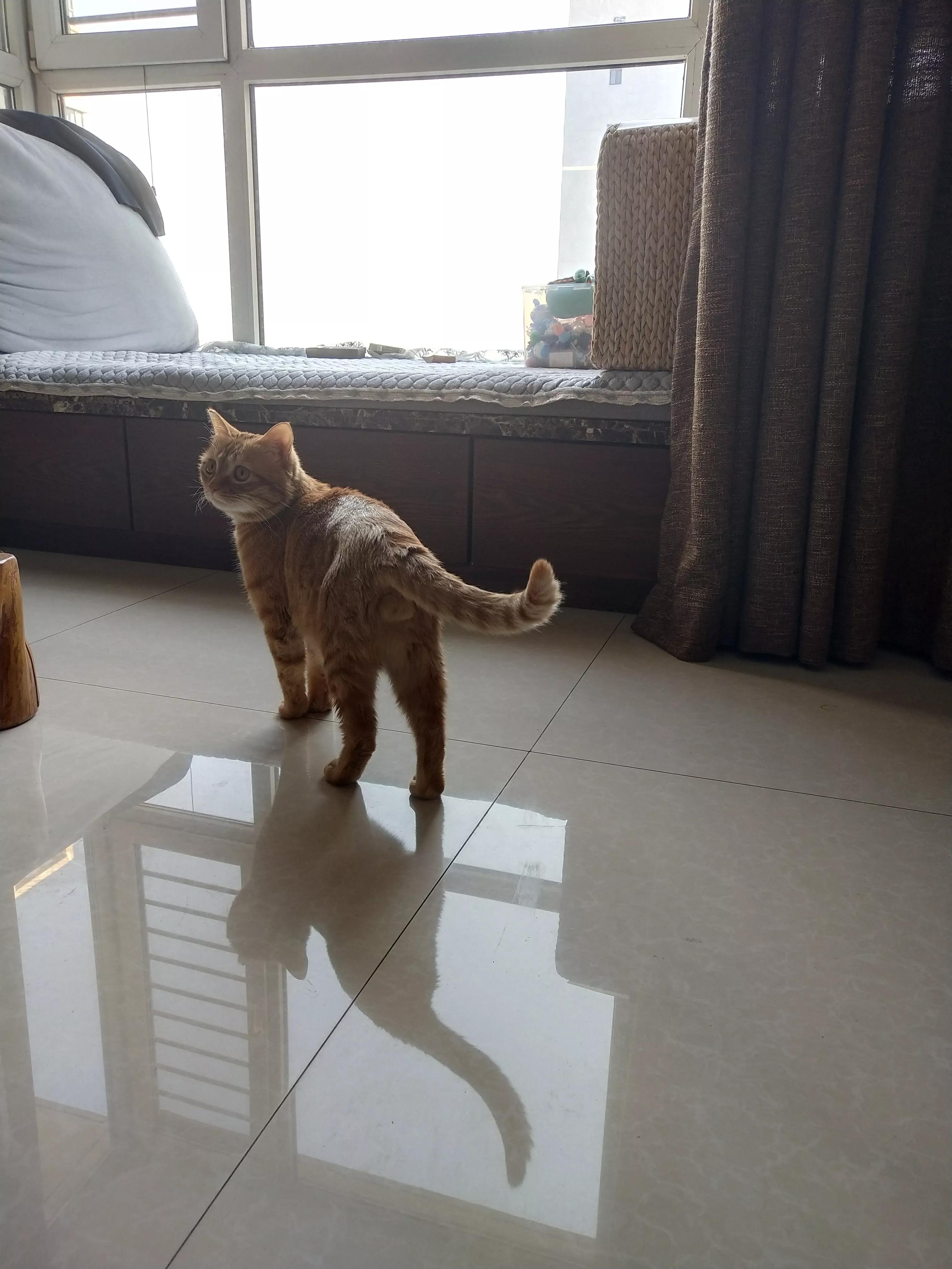 猫咪治猫癣最有效的办法,猫咪猫癣怎么才能治好