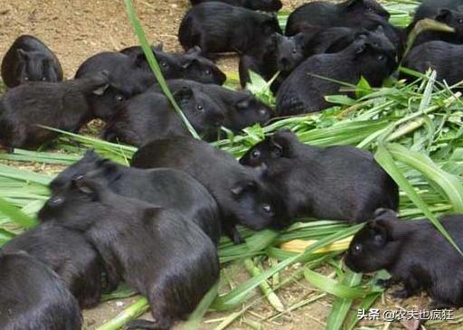 城里有人养宠物鸡,城里养一只母鸡当宠物