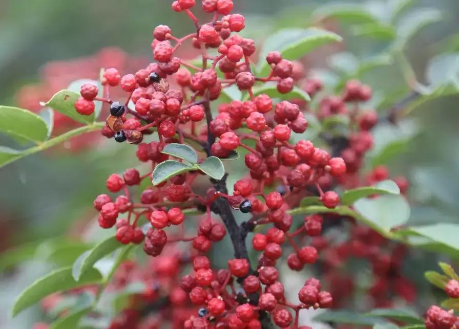 花椒、麻椒、藤椒有啥区别,在烹饪中如何与食材搭配才能最美味?