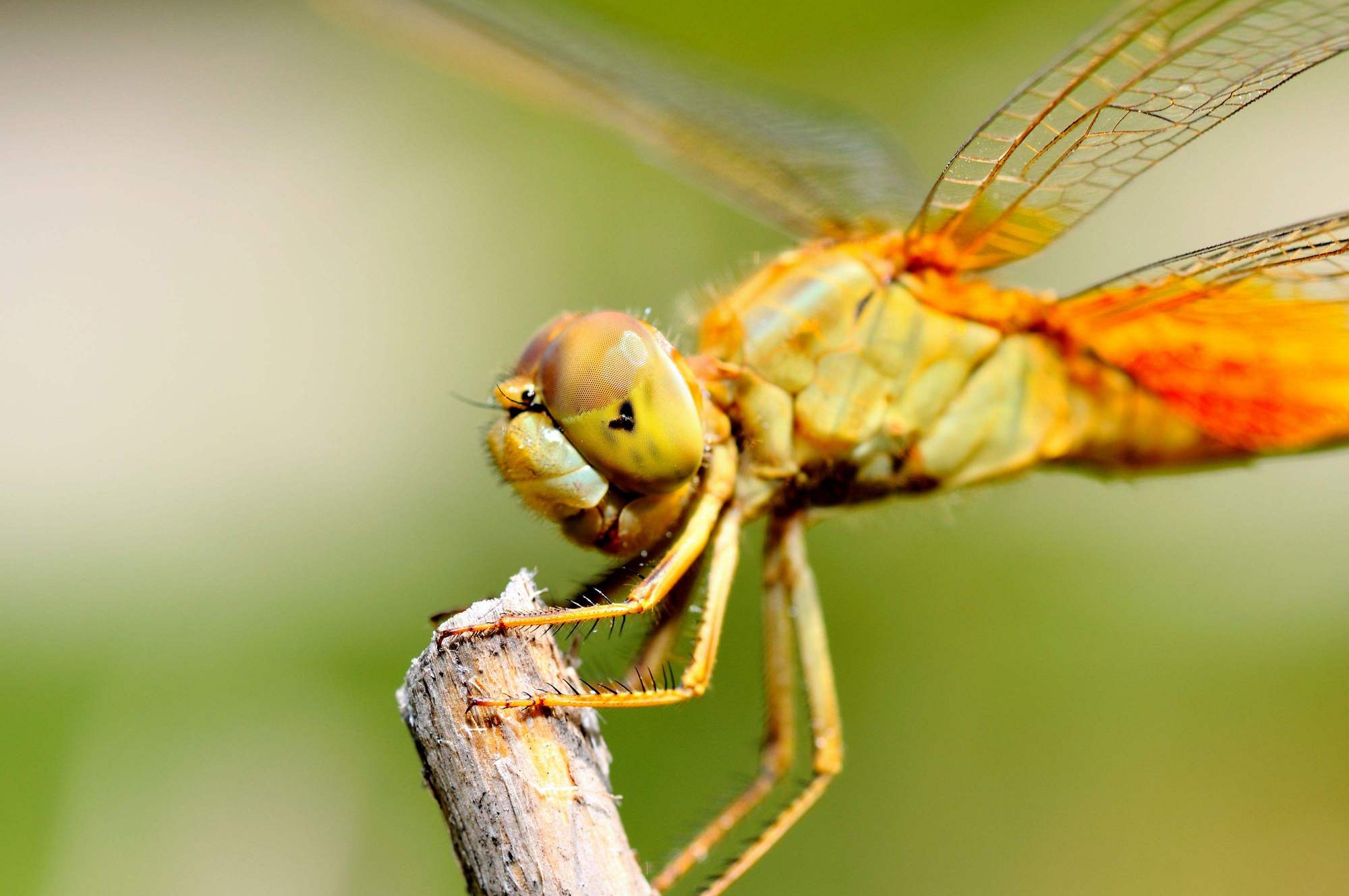 昆虫的情感世界并不逊色于人类,它们也有形形色色的求爱招数