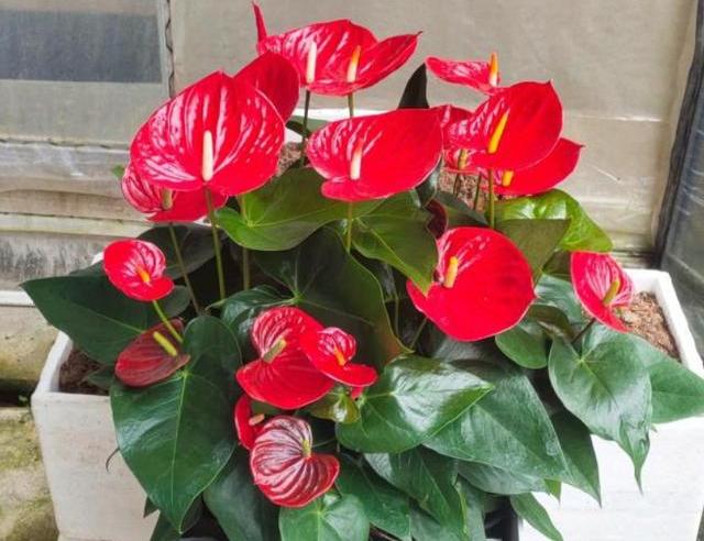 红掌烂根怎么补救最快,红掌盆栽烂根怎么救治视频