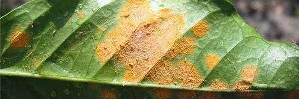 警惕病毒次生危害,警惕多种病毒一并来袭