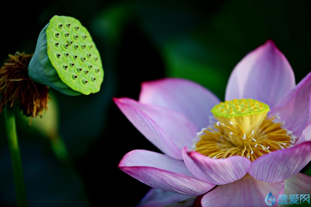 摄影欣赏：《早荷始盛开，良人入梦来。》