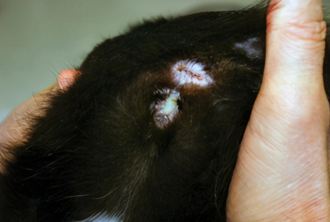 猫咪子宫蓄脓用地米能治好吗,胆小慎入猫咪