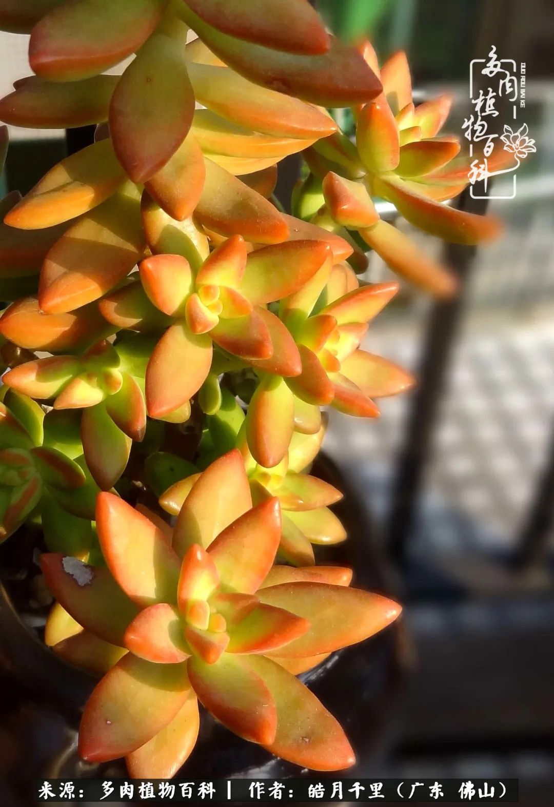 多肉娇气养不活多肉的10个秘密,养多肉是件很治愈的事情