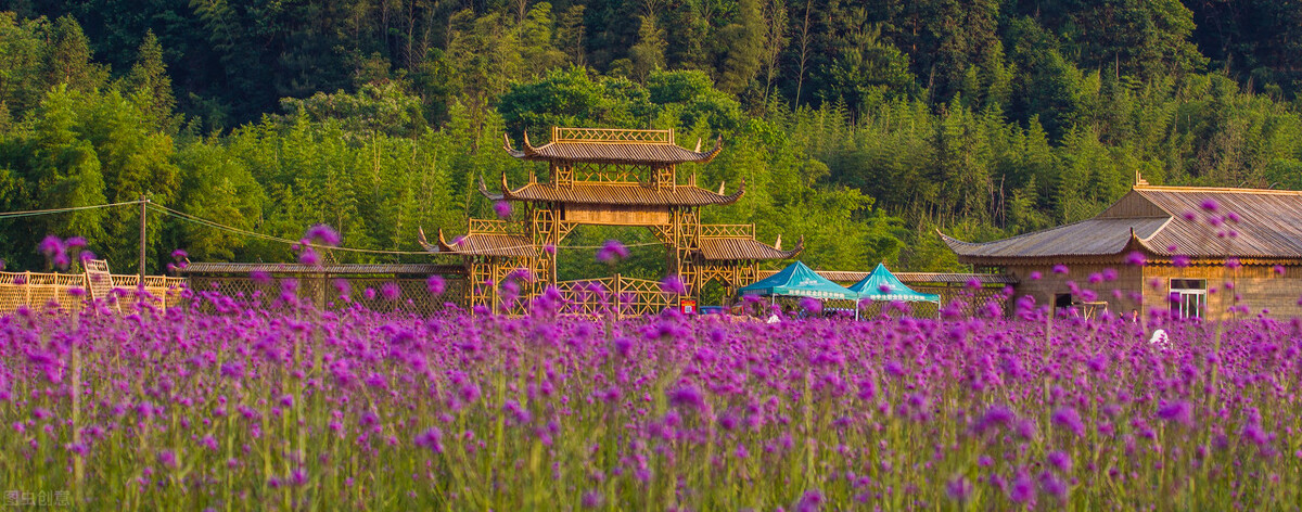 园林人需要知道的85个花卉知识,园林花卉的种类及图片