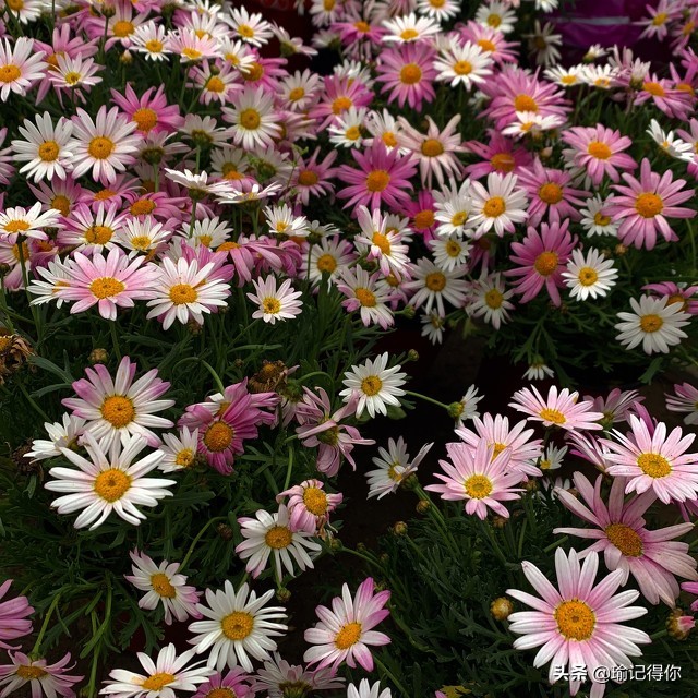 贵州大叔看见别人给娇妻要微信，他是这样处理的