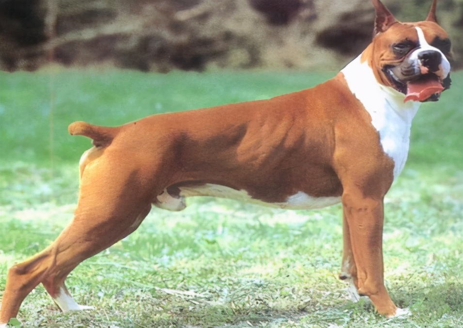 禁养犬名单公布你家狗在其中吗,土狗为什么列为禁养犬