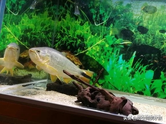 超大黄金河虎鱼,野生黄金河虎鱼