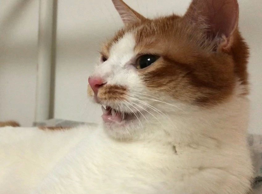 养猫家庭如何消毒杀菌对猫无害,要如何预防猫咪误食家中植物中毒