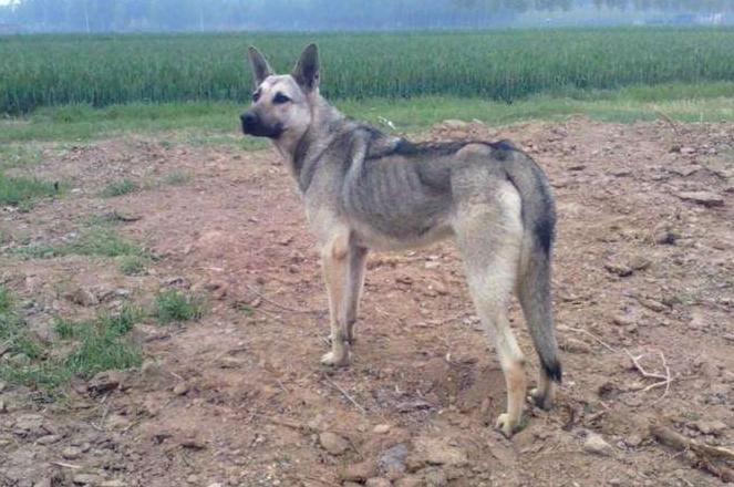 被狗追狗主人还骂人怎么报警,假如被狗狗追会怎么办呢