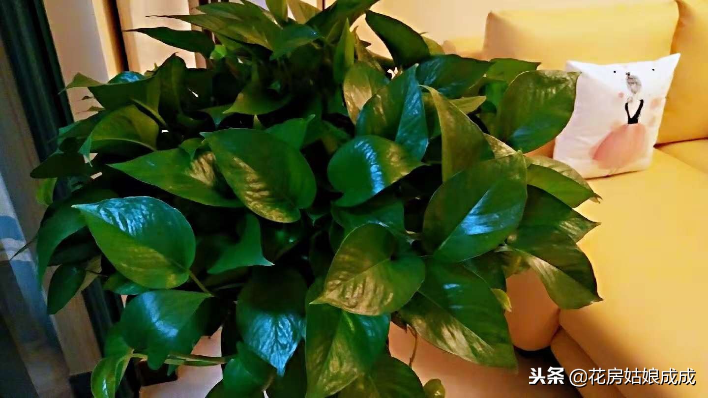 花盆里放泡沫会不会有毒,花盆底下放泡沫有什么好处