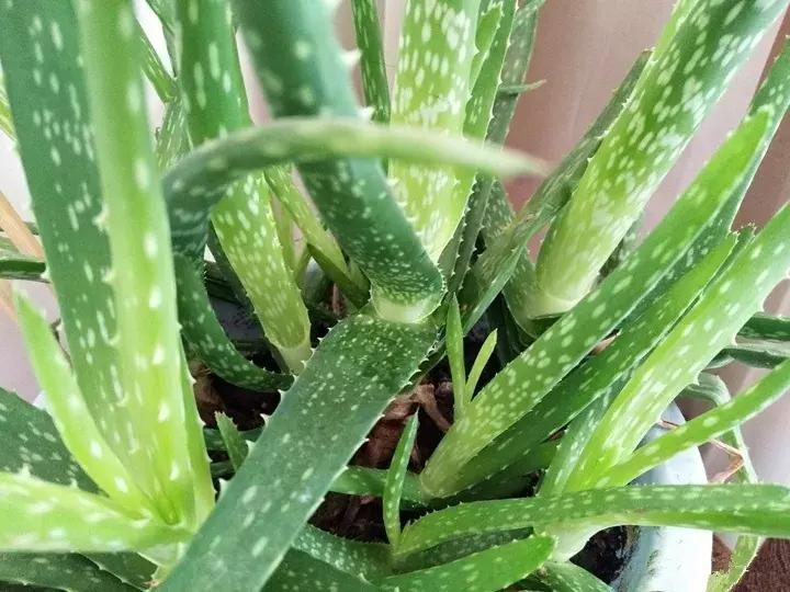 绿萝十大净化空气植物,好养适合新手净化空气的植物