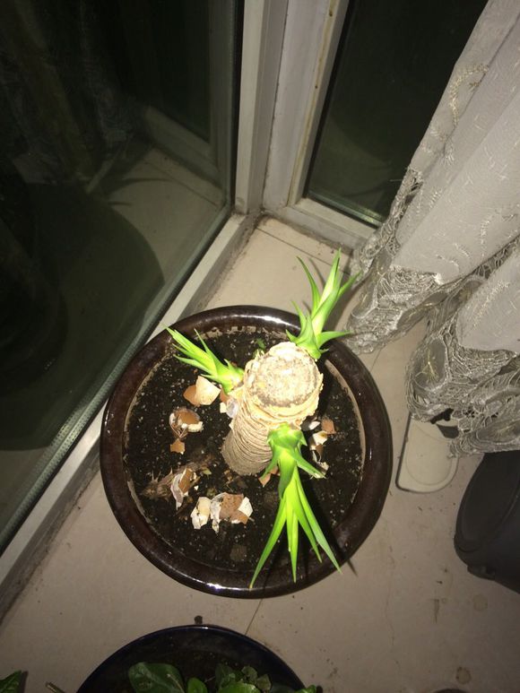 怎样能让龙血树多发杈,怎样让龙血树长侧枝