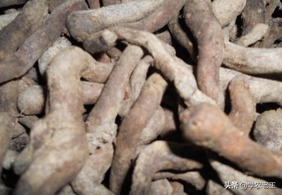 魔芋如何繁殖良种,魔芋一代种子是怎么繁殖的