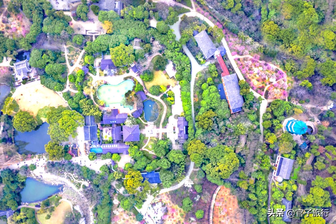 无锡梅园万紫千红约你来，三月梅花盛开，读懂坚韧不拔品质值千金