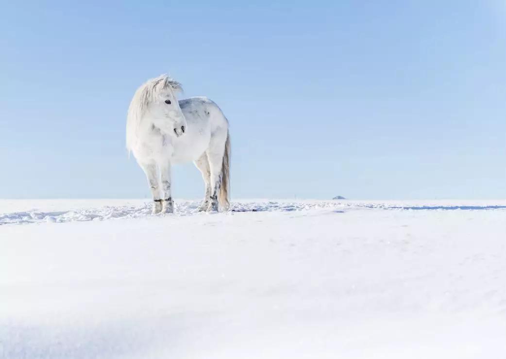 冬日的坝美有多美,冬日的坝上草原