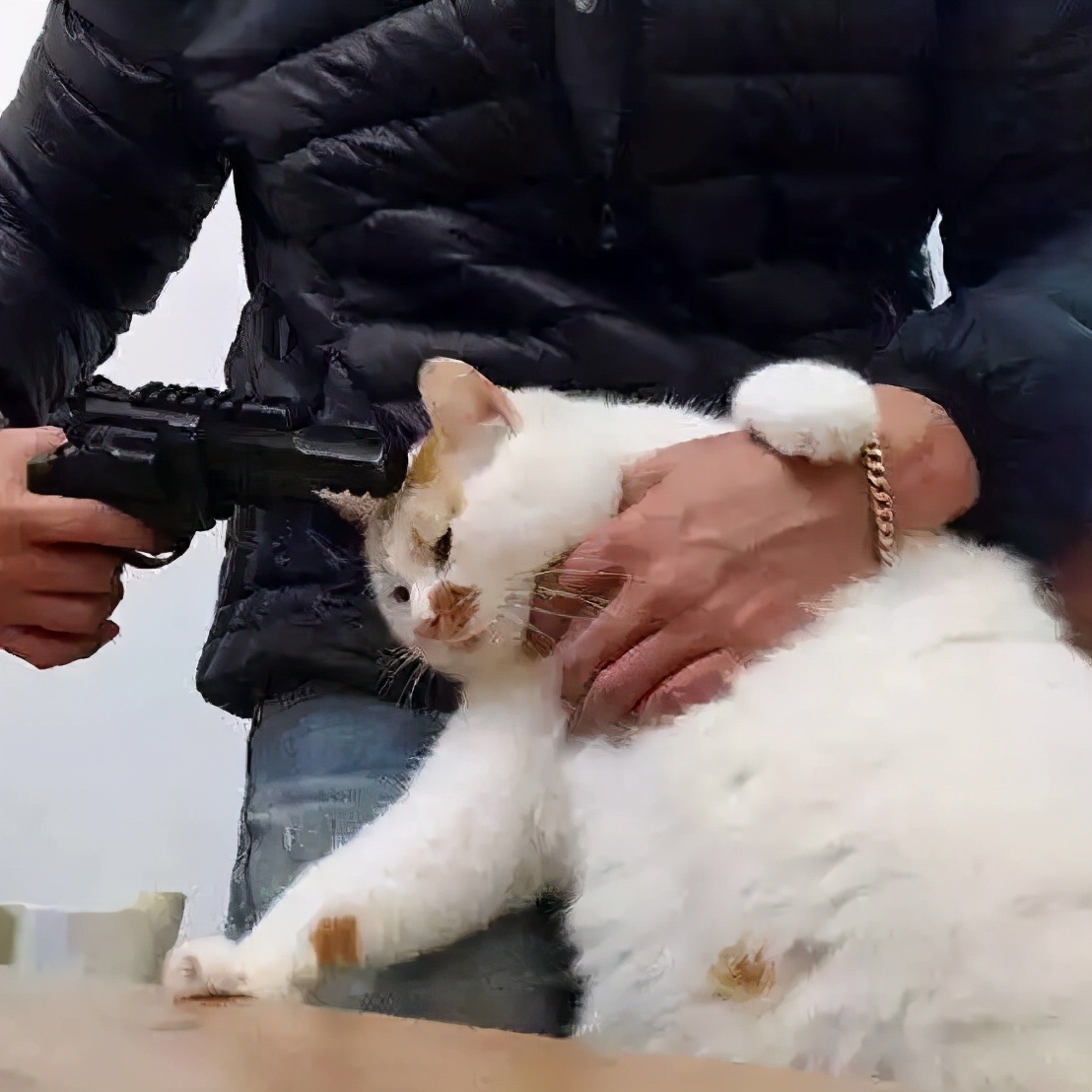 铲屎官被猫咬伤需要打针吗,被宠物猫抓伤轻微破皮需要打针吗