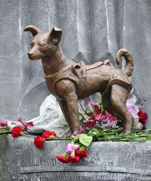 猫也曾上过太空？全世界仅有一只，还是黑猫警长同款